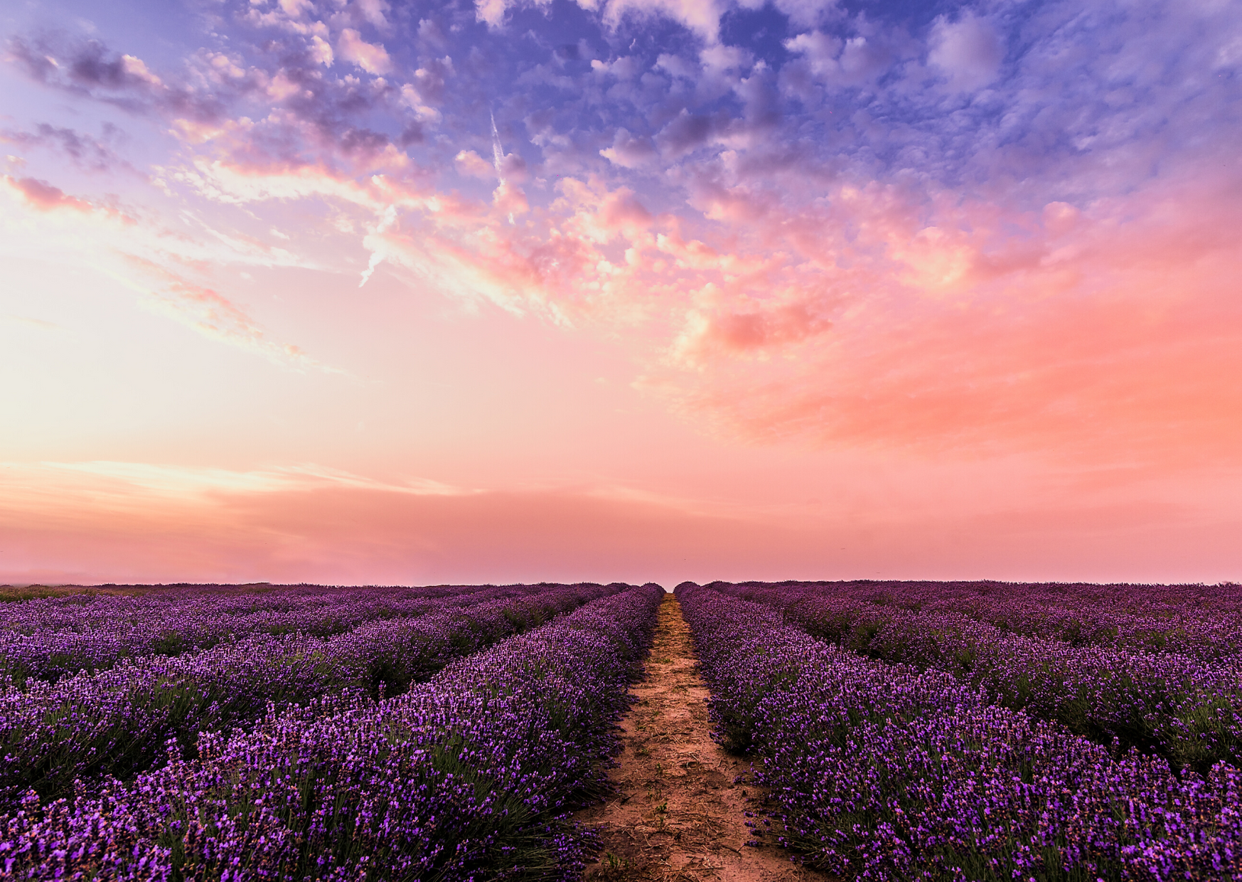 Lavendel-beruhigend und schön zugleich | JaNi Tee & Kräuter Blog