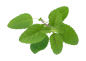 Preview: Tulsi Tee | Ocimum tenuiflorum | Indisches Basilikum