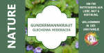 Gundelrebe-erdefeu-Kräuterlimonade